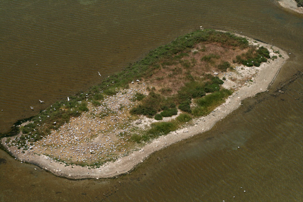 Des nouvelles des Laro-limicoles des Salines de Villeneuve