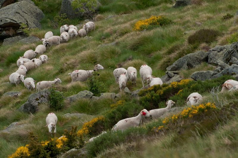 HNV-link : un projet européen fédérateur pour défendre l’Agriculture à Haute Valeur Naturelle